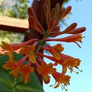 Meet your Posher, Shelly